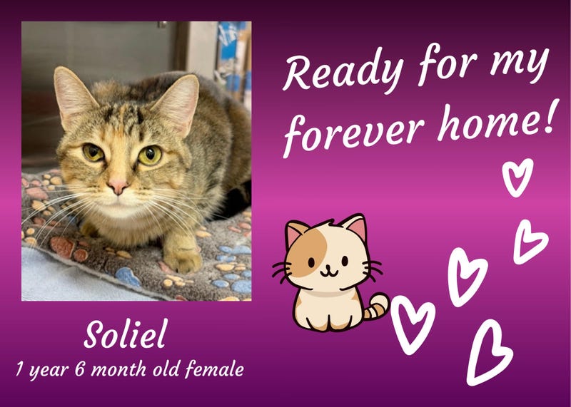 Soleil, a year and a half old brown tabby cat