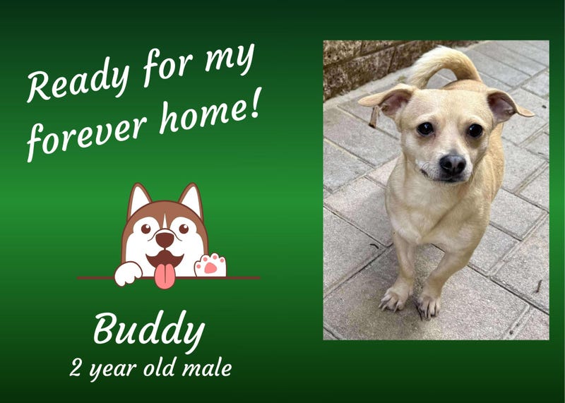 Buddy, a two year old fawn colored small mixed breed dog