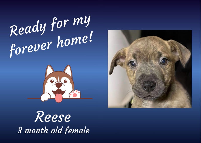 Reese, a three month old brown mixed breed puppy with floppy ears