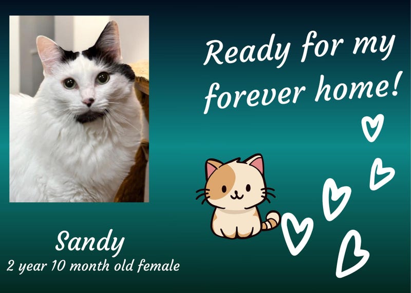 Sandy, a three year old white and black cat