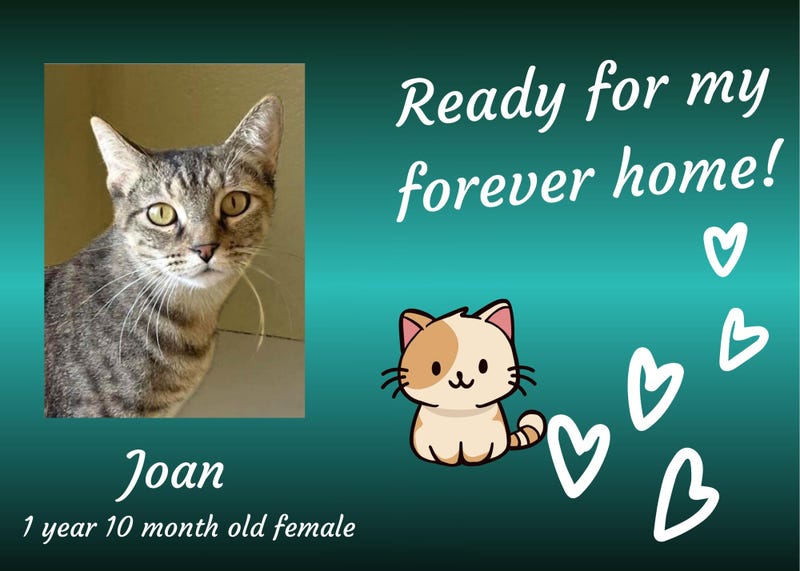 Joan, a two year old gray tabby cat