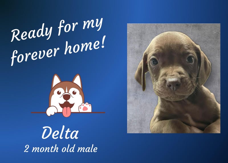 Delta, a two month old brown medium mixed breed puppy