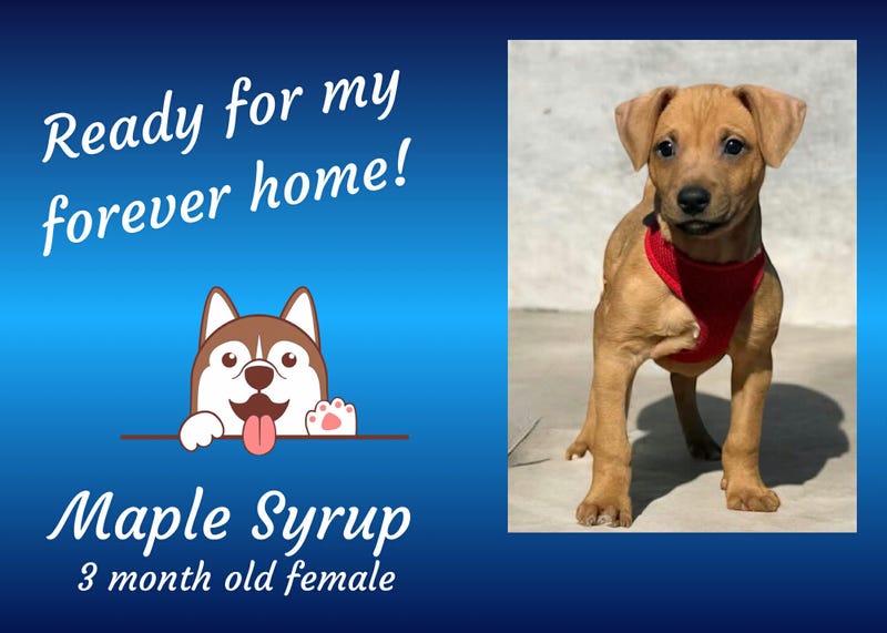Maple Syrup, a three month old brown puppy wearing a red harness
