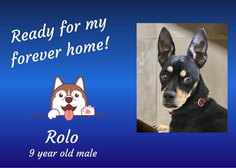 Rolo, a nine year old black and brown mixed breed dog