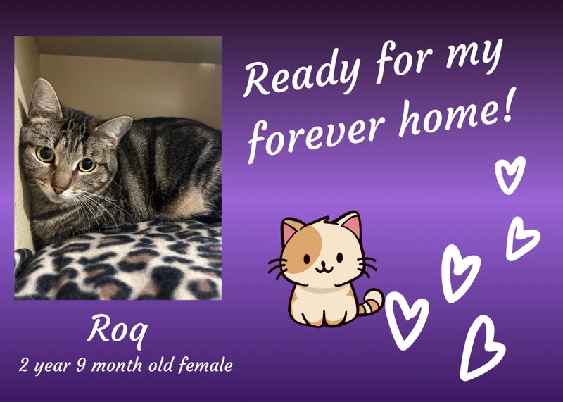 Roq, a three year old gray tabby cat lying on a leopard-print blanket