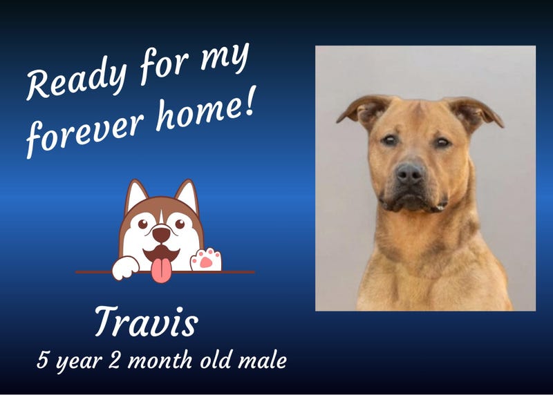 Travis, a five year old large tan mixed breed dog