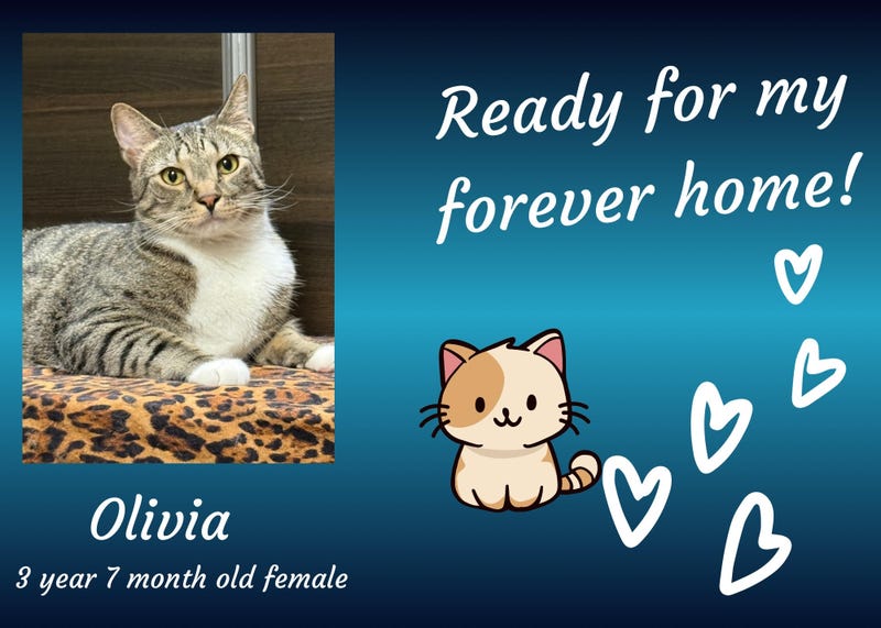 Olivia, a three and a half year old gray tabby cat