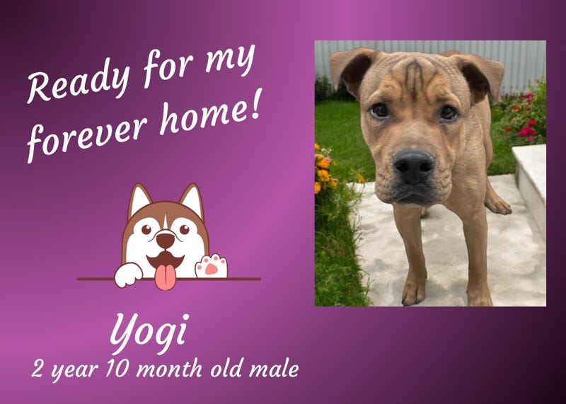 Yogi, a three year old medium brown mixed breed dog with a wrinkled forehead