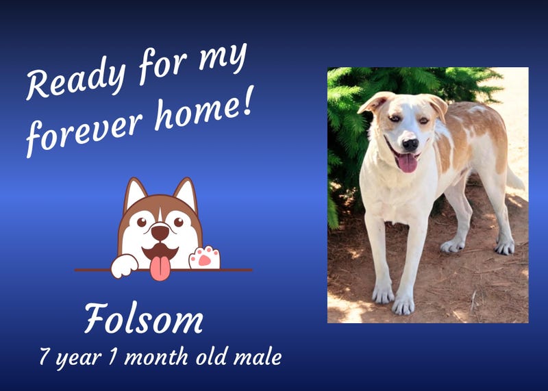 Folsom, a seven year old brown and white large mixed breed dog