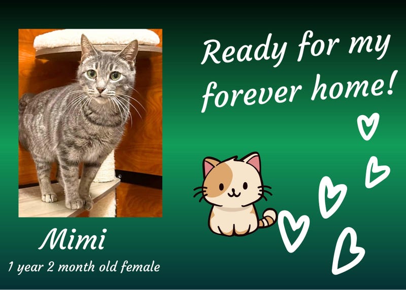 Mimi, a year old gray tabby cat