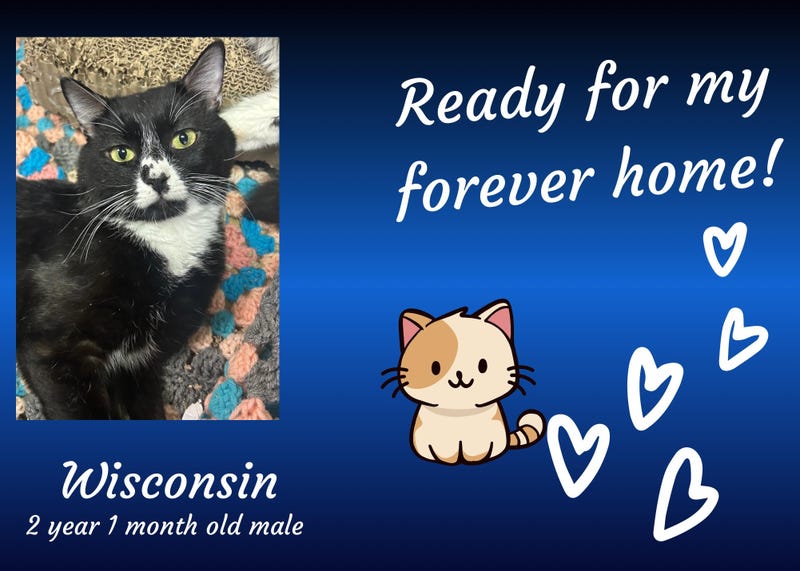 Wisconsin, a two year old black and white cat