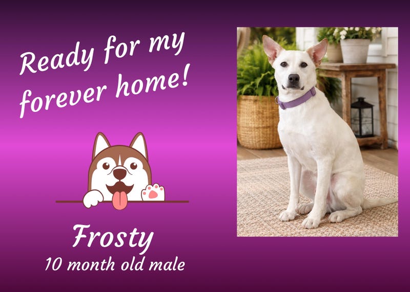 Frosty, a year old large white mixed breed dog, confident, looking straight at camera