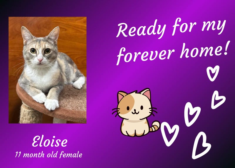 Eloise, a year old dilute calico cat