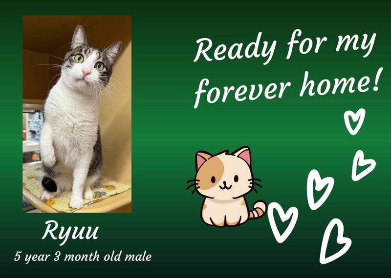 Ryuu, a five year old white and gray tabby cat