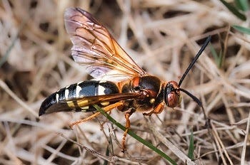 cicada killer