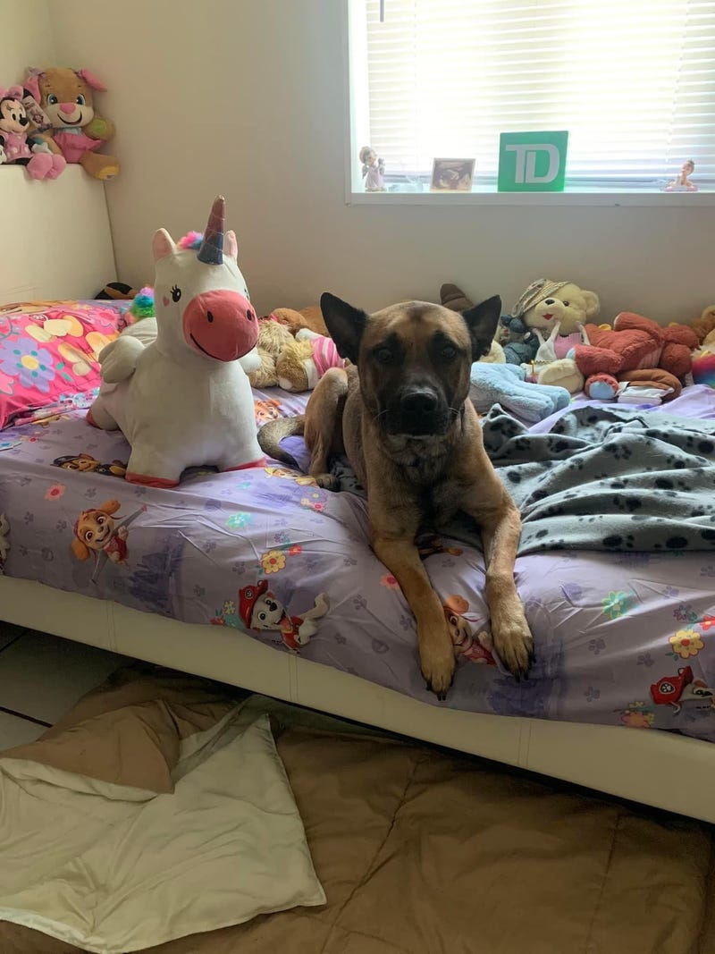 Noah’s Rescue Inc.