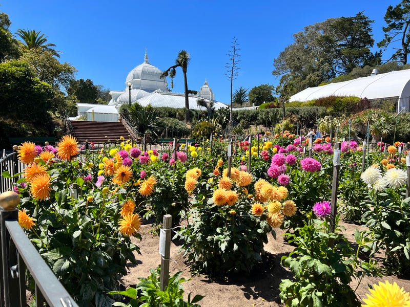 The Dahlia Dell in San Francisco's iconic Golden Gate Park.
