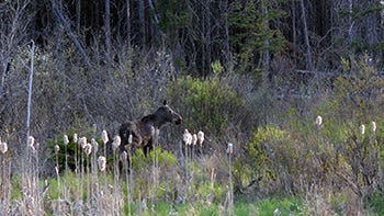 A moose stands in a wetland area alongside U.S. Highway 41 in Marquette County