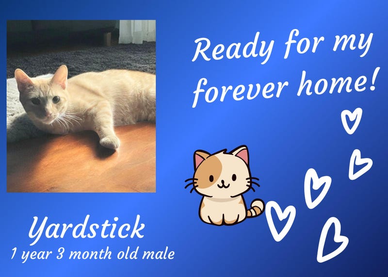 Yardstick, a year old orange tabby cat