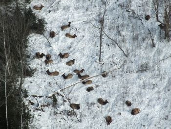 The result of a week-long survey in January showed an elk population boom in the Lower Peninsula with herd numbers ranging between 870 and 1,684 animals.