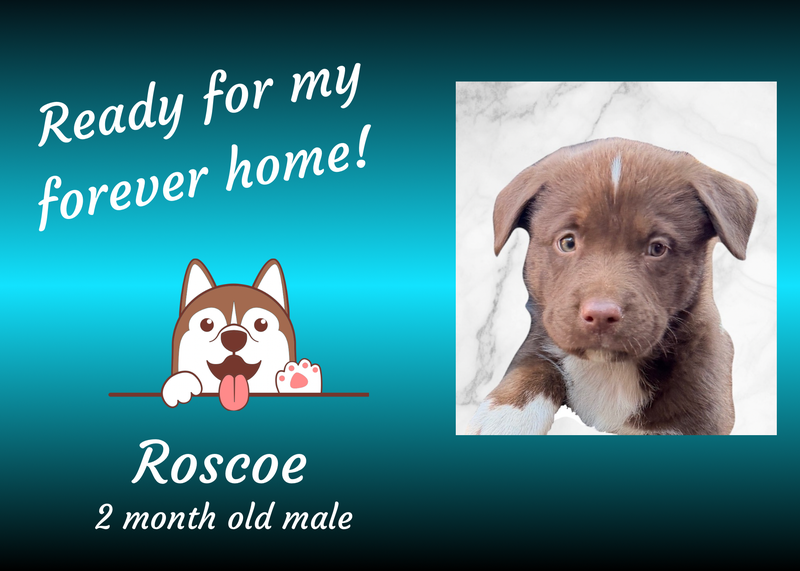 Roscoe, a cute two month old brown and white puppy