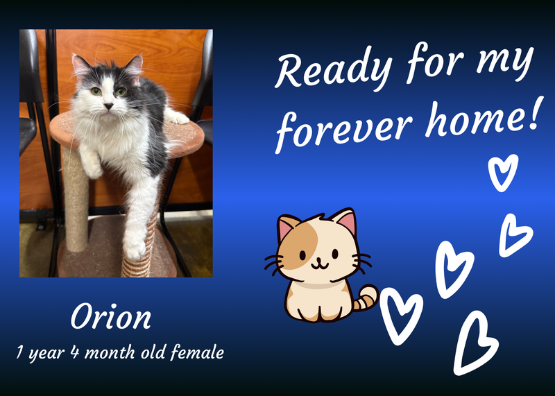 Orion, a fluffy gray and white cat