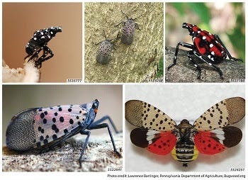 A collage of life stages of spotted lanternfly including nymphs, resembling beetles, and adult leaf hoppers.