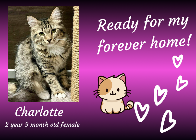 Charlotte, a three year old brown tiger striped cat