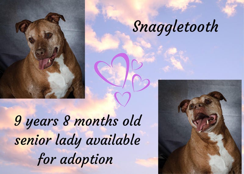 Snaggletooth, a 9 year old, brown and white, mixed medium dog available for adoption through ARE Animal Rescue's Banning shelter