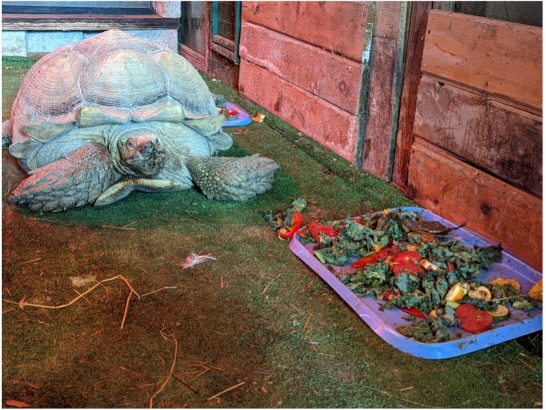 Sulcata tortoise at the shutdown Tri-State Zoological Park, sitting next to rotted food covered in bugs in the ‘Reptile House.’