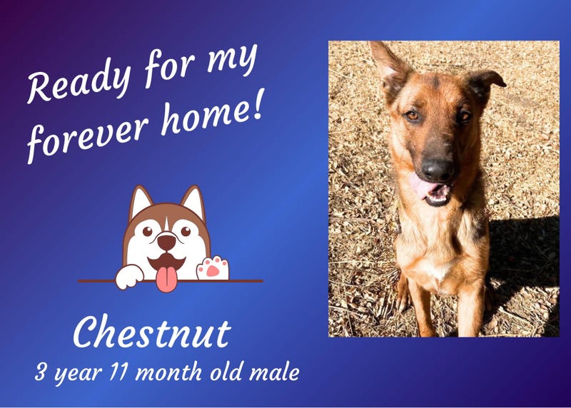 Chesnut, a brown four year old German Shepherd mixed breed dog