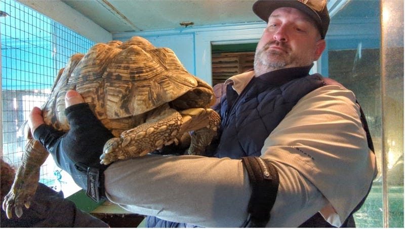 Darren Minier , Director of Animal Welfare and Research at Oakland Zoo, rescuing tortoise from the shutdown Tri-State Zoological Park.