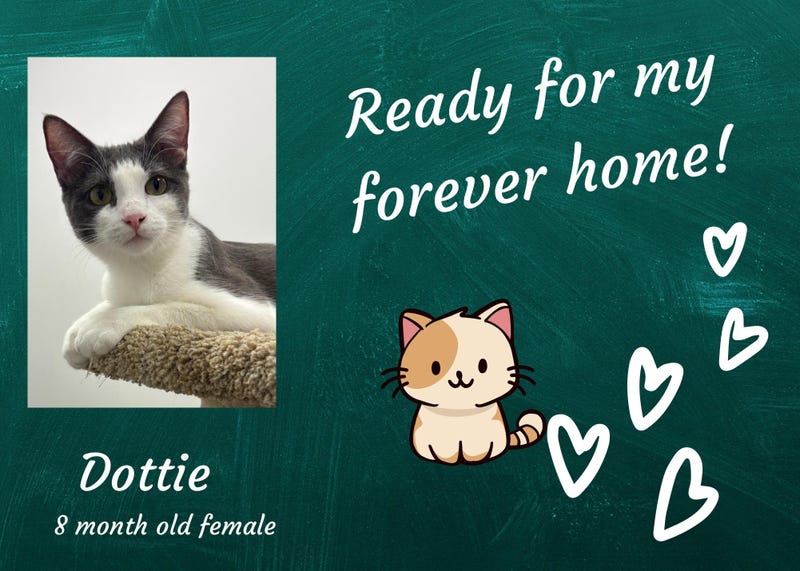 Dottie, an eight month old gray and white kitten