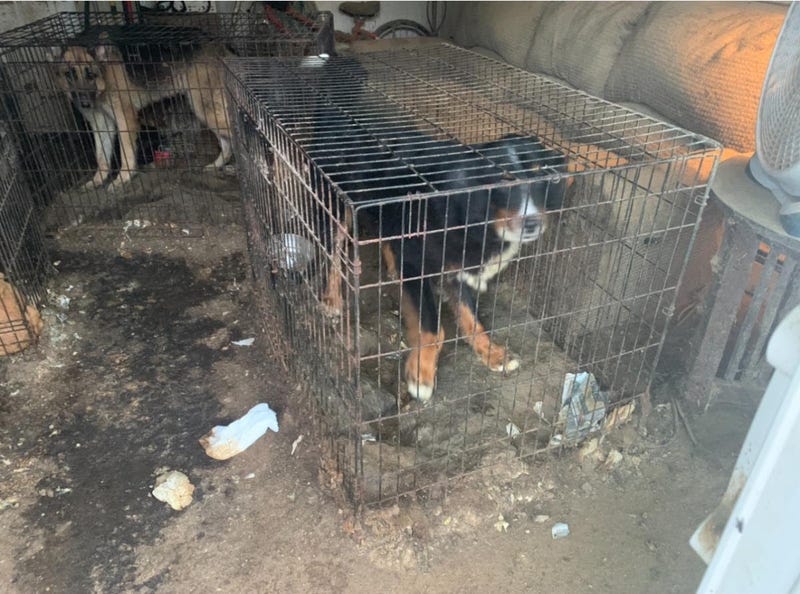 A dog rescued from Linda Hart, 79, resident who was charged with misdemeanor animal cruelty charges on April 2, 2024.