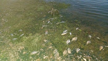 Mass concentrations of dead, dying fish during spring thaw are ugly, but common sight, DNR says