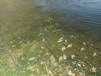 Mass concretions of dead, dying fish during spring thaw are ugly, but common sight