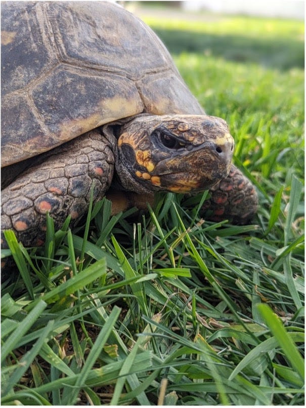 Rescued tortoise from the shutdown Tri-State Zoological Park, walking on grass likely for the first time ever.
