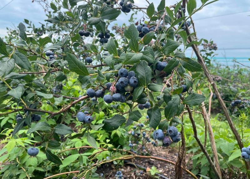 Blueberries have bloomed at Greg's U-Pick in Clarence
