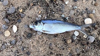 Lake Michigan sees larger than normal fish kill, "something we have not seen in years": DNR