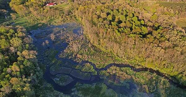 Aerial view of forest and stream
