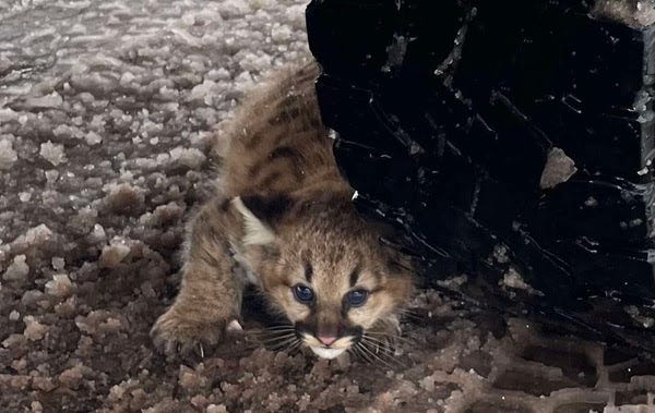 For the first time in more than 100 years, cougar cubs have been discovered living in the Michigan wild.