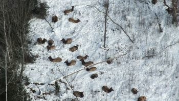 Aerial survey finds Michigan's elk population is 'healthy and growing,' DNR says