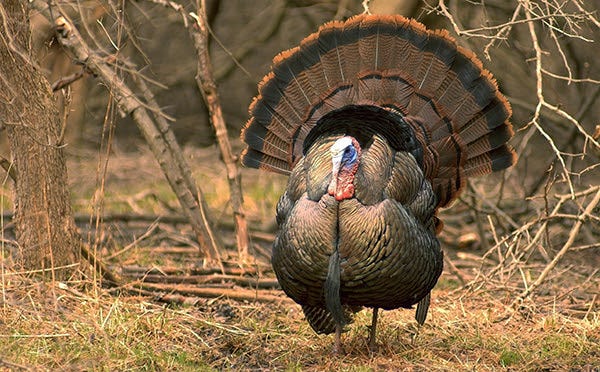 turkey