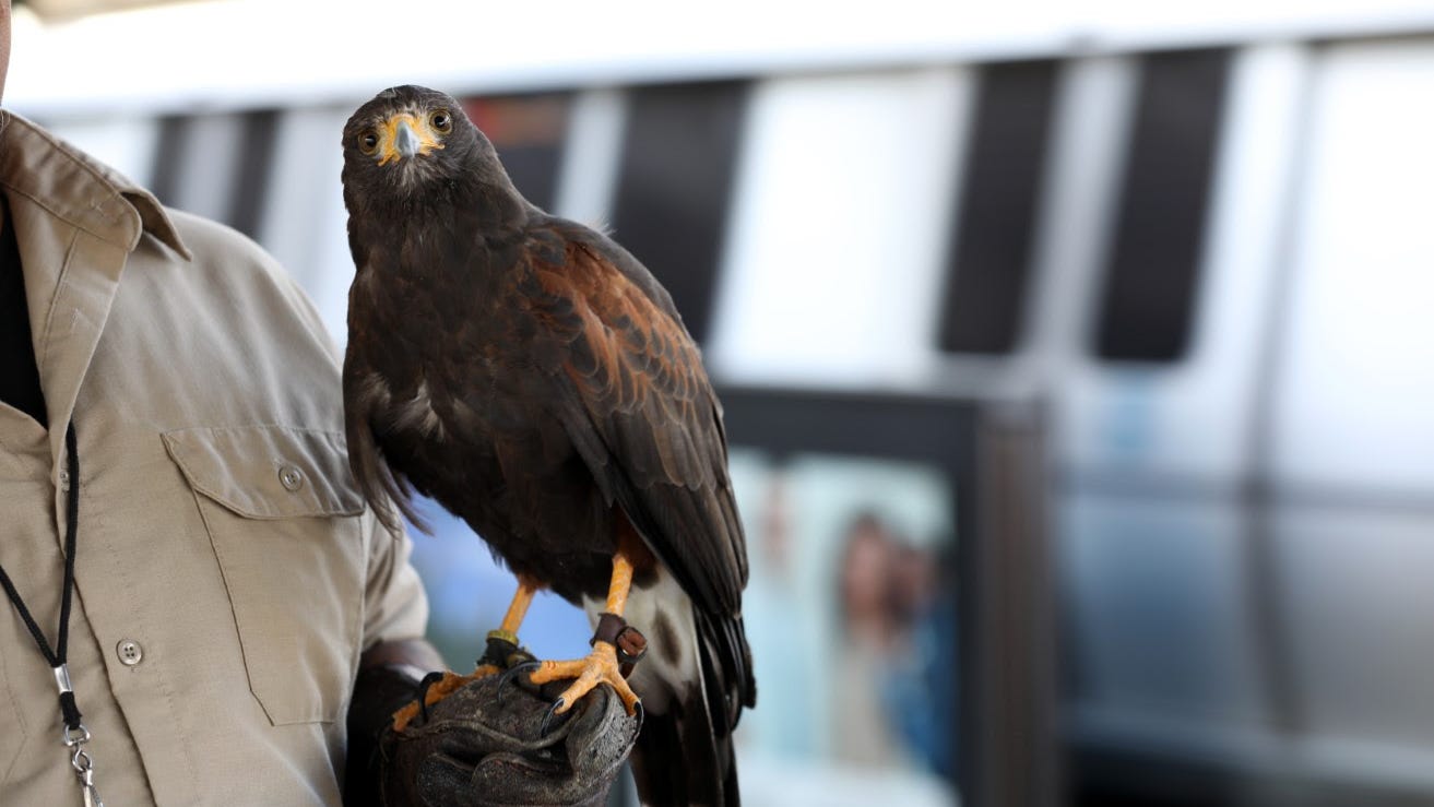 How a hawk is solving a massive problem at this East Bay BART station
