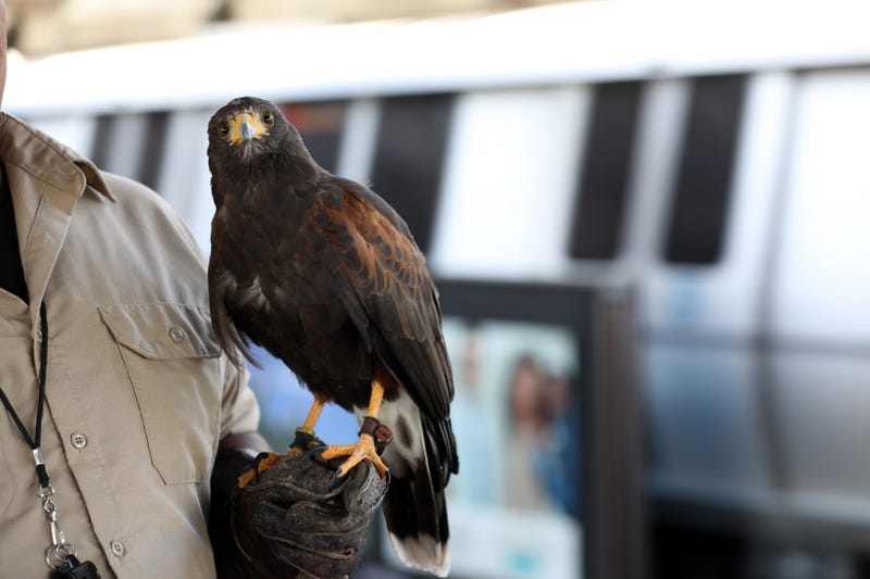 Pac-Man the hawk, pictured here, is patrolling BART's El Cerrito del Norte station three times a week.