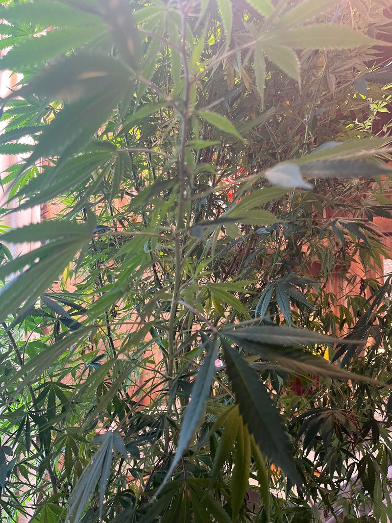 A cannabis plant in Niagara County.
