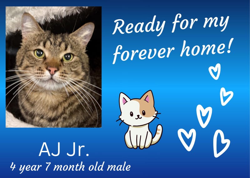 AJ Jr, a four and a half year old tabby cat