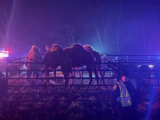 Four camels were rescued from the trailer fire on Interstate 69 in Indiana's Grant County on Saturday.