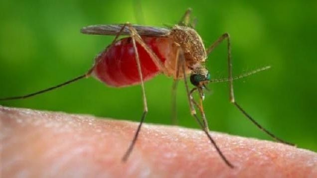 Illinois Reports The Year's First Mosquitoes To Test Positive For West Nile