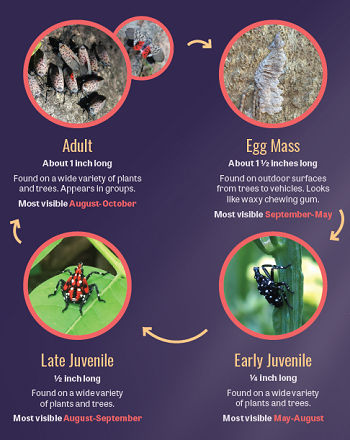 how to ID the spotted lanternfly